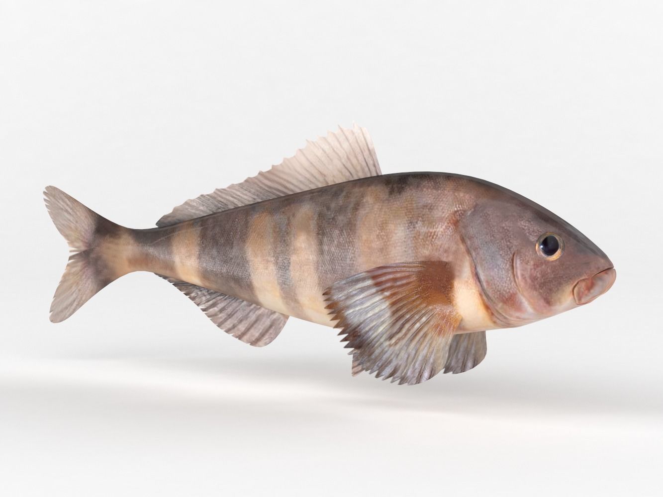 Fish Greenling 3D model_2