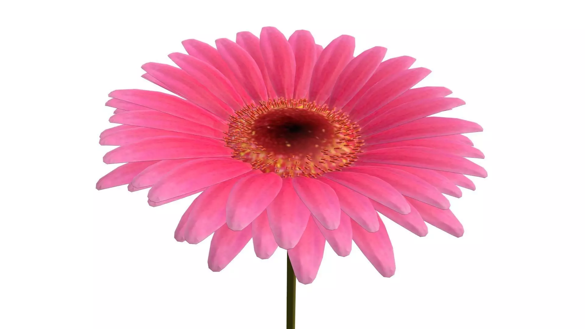 Gerbera daisy on stem 3D model_0