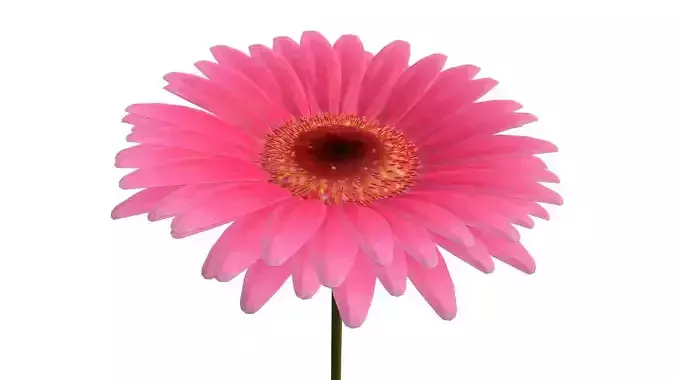 Gerbera daisy on stem 3D model