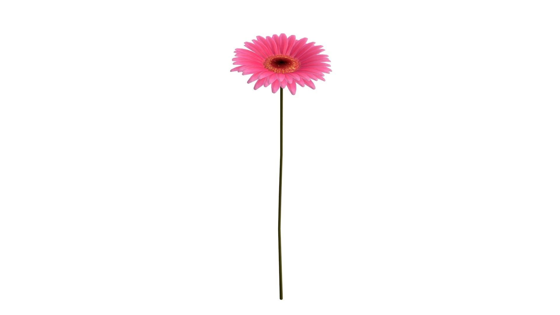 Gerbera daisy on stem 3D model_1