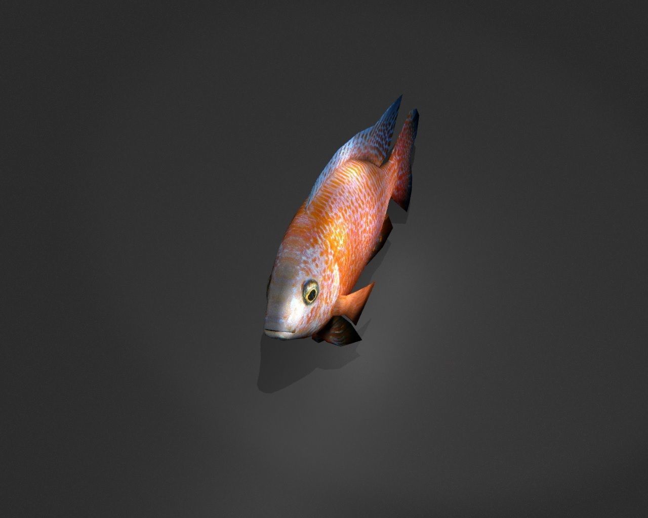 Dragonblood Peacock Low-poly 3D model_4