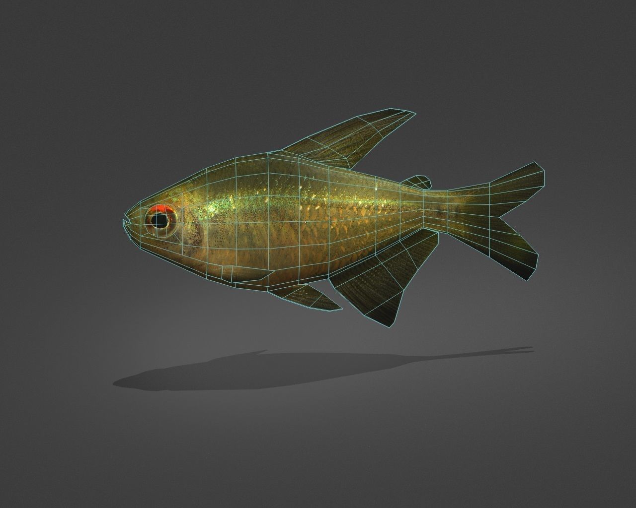 Zitronensalmler fish Low-poly 3D model_1