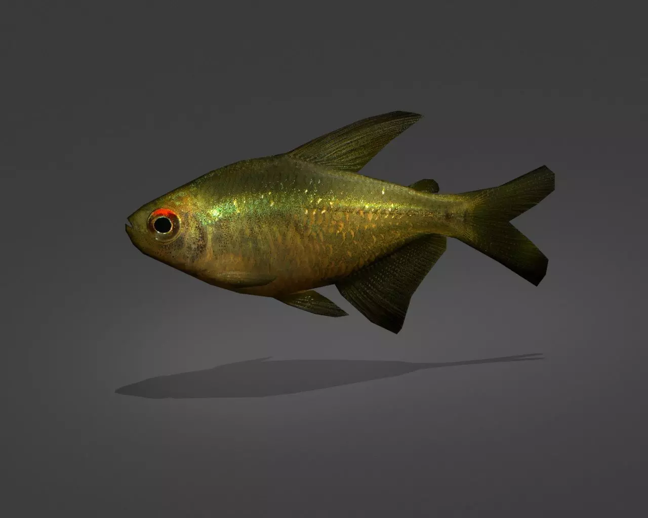 Zitronensalmler fish Low-poly 3D model_0