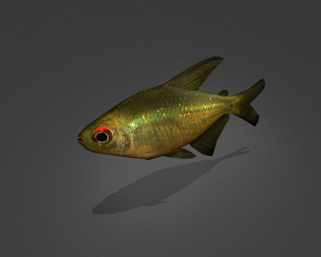 Zitronensalmler fish Low-poly 3D model_2