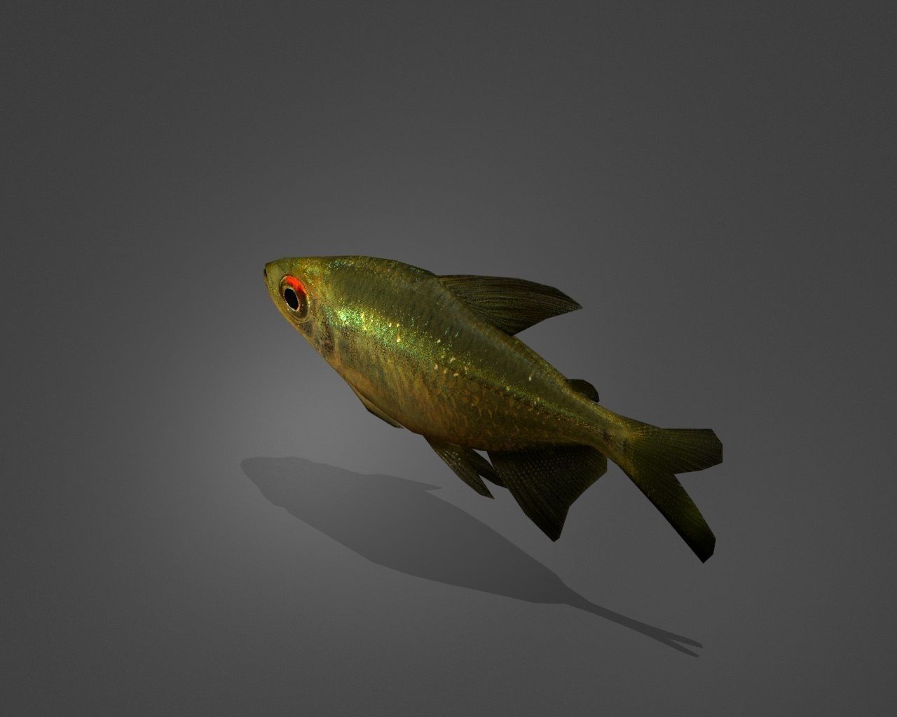 Zitronensalmler fish Low-poly 3D model_3