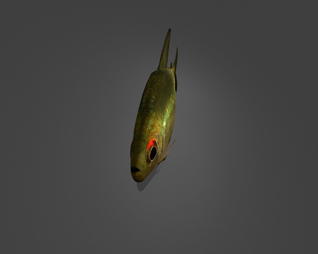 Zitronensalmler fish Low-poly 3D model_4