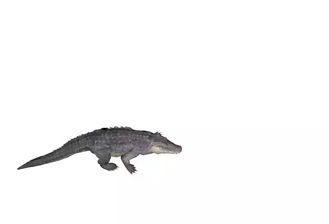 alligator animation