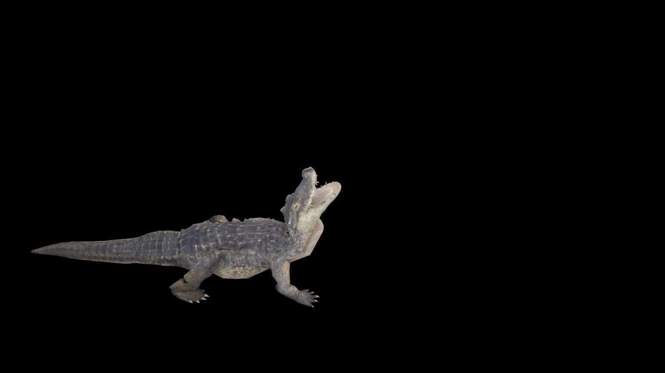 alligator animation Low-poly 3D model_3