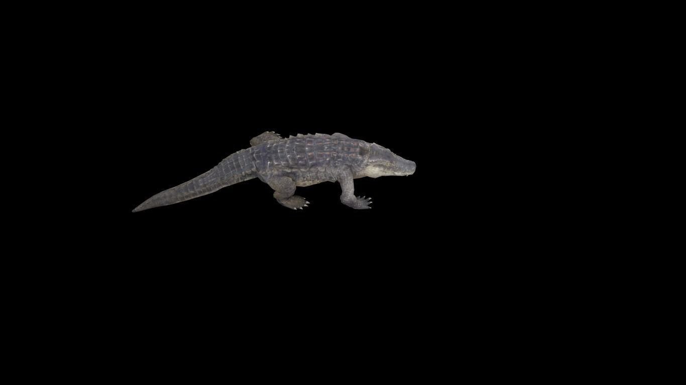 alligator animation Low-poly 3D model_2