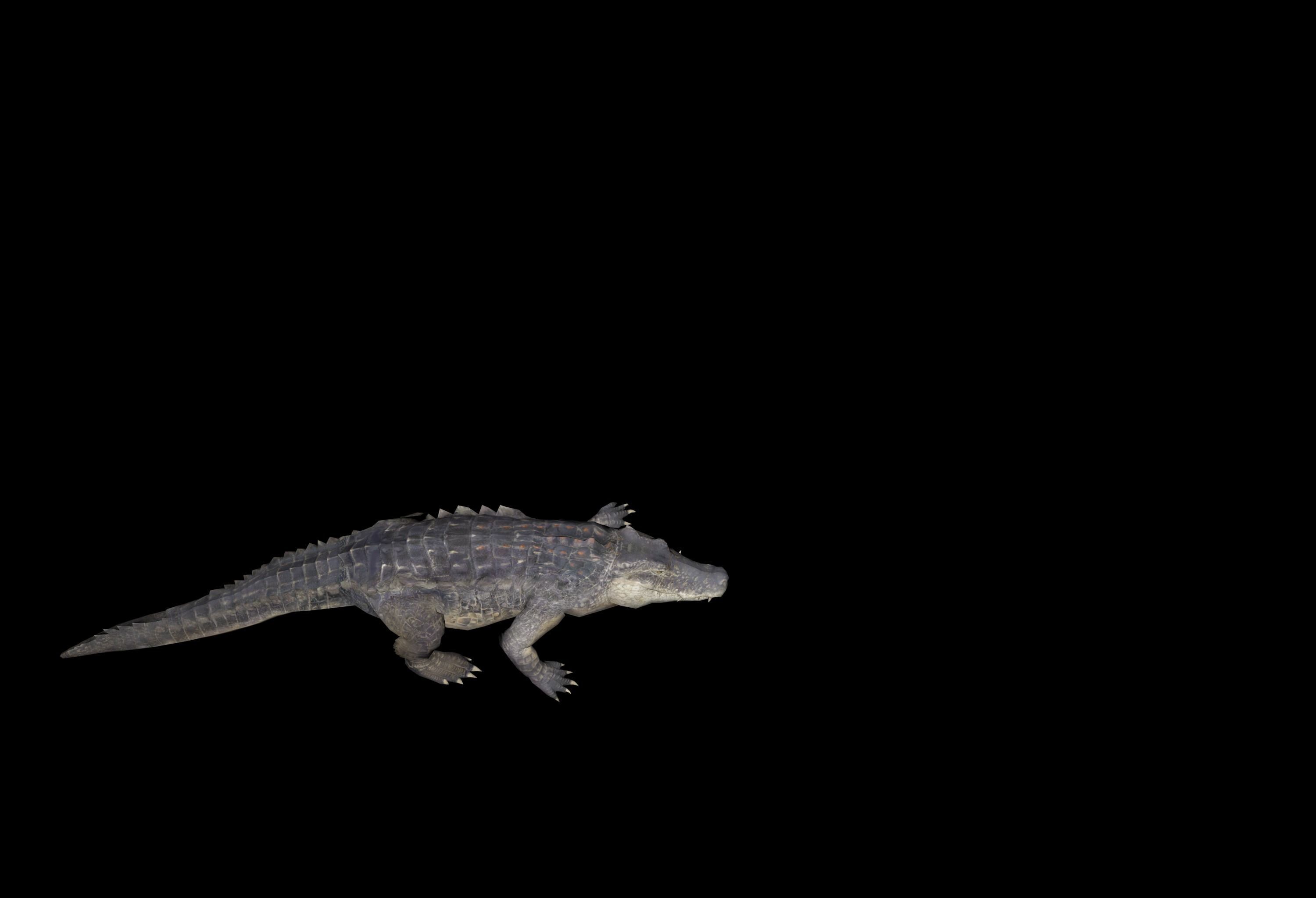 alligator animation Low-poly 3D model_1