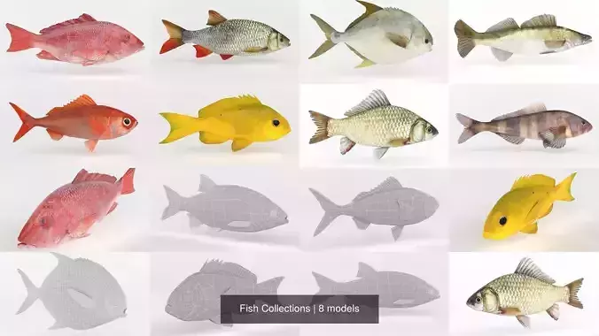 Fish Collections 