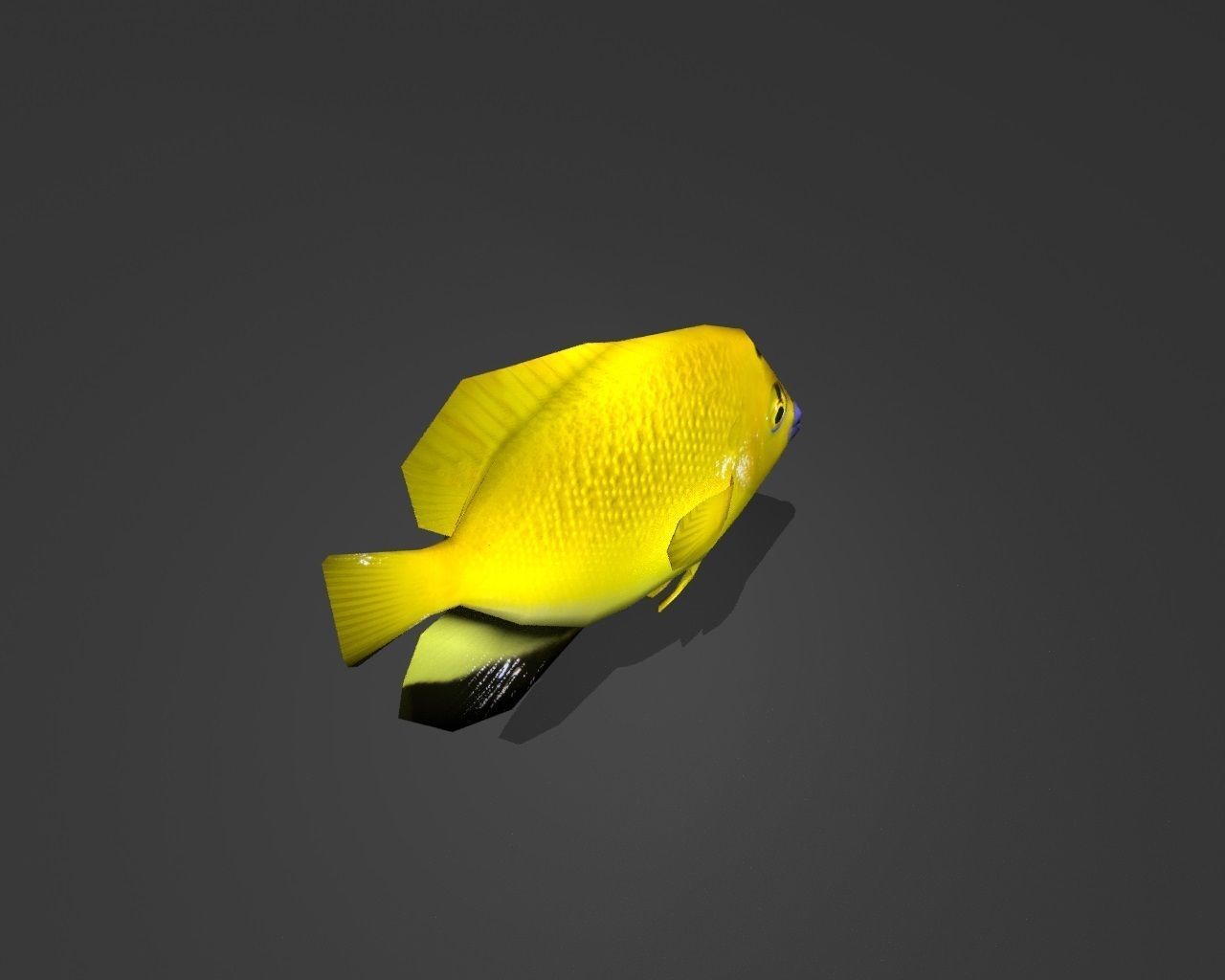 Three-spot Angelfish Low-poly 3D model_3