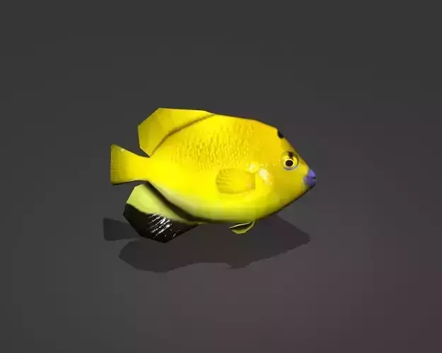 Three-spot Angelfish