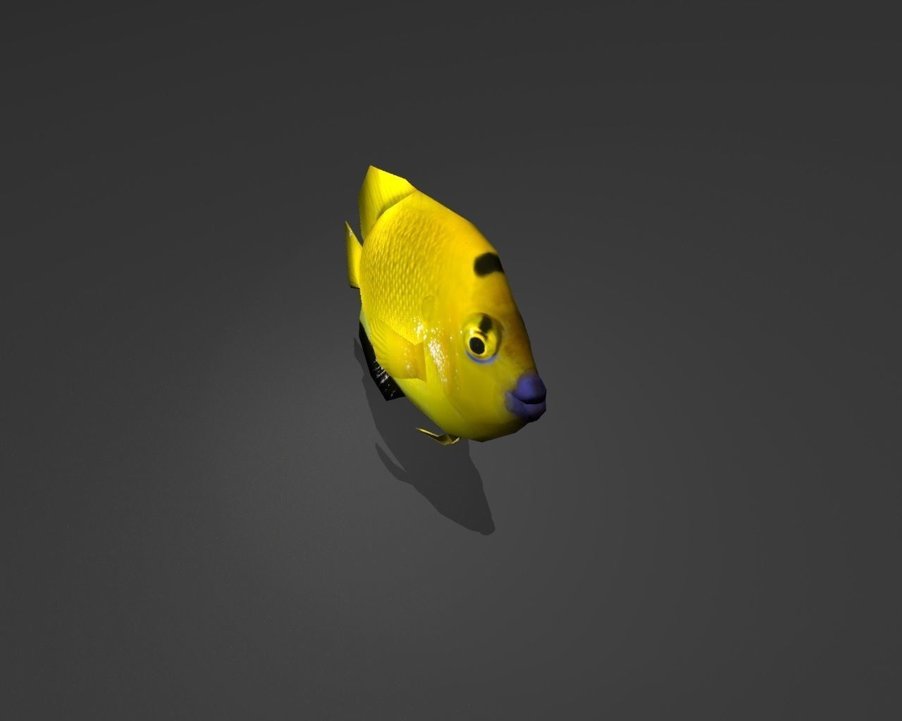 Three-spot Angelfish Low-poly 3D model_4