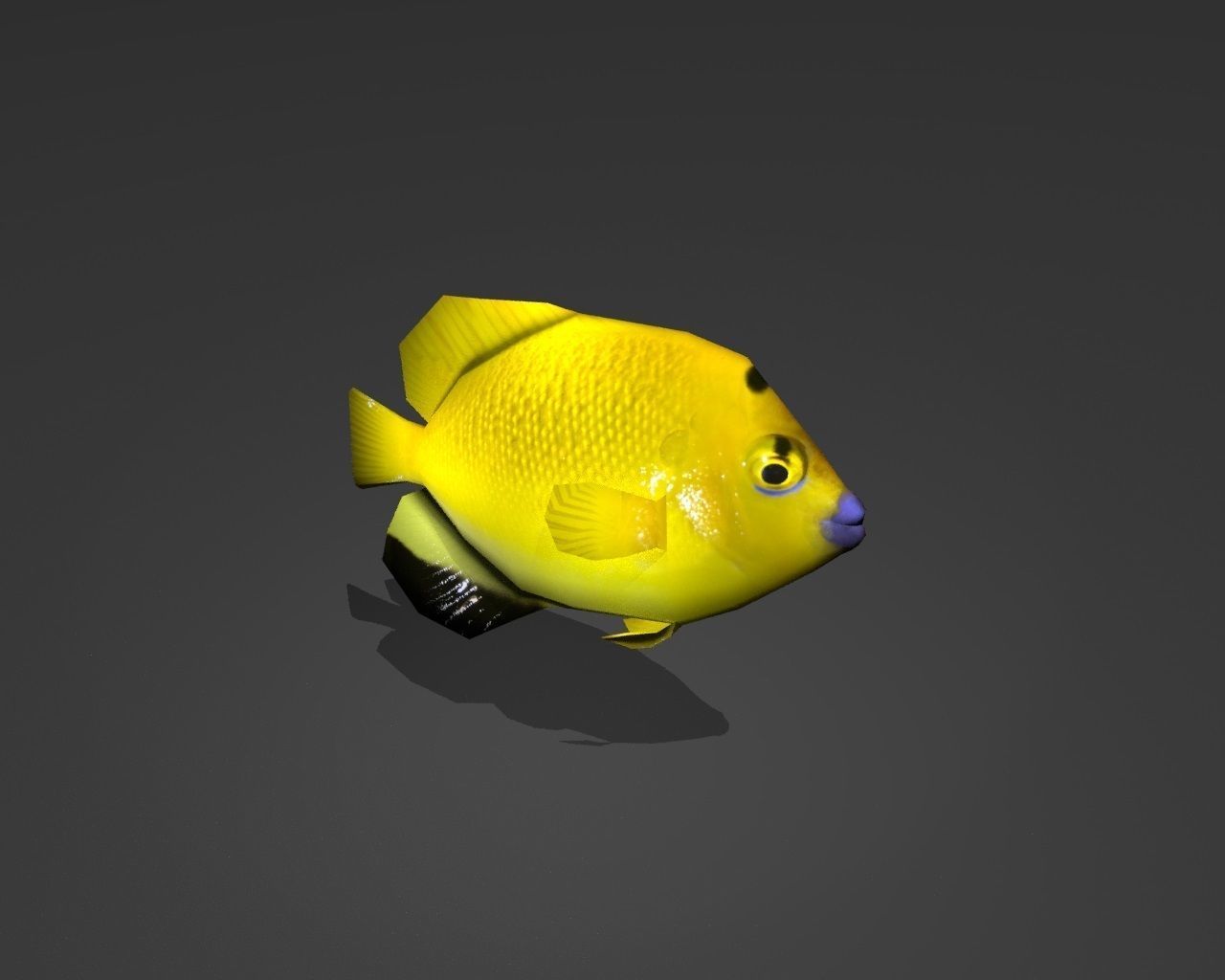 Three-spot Angelfish Low-poly 3D model_2