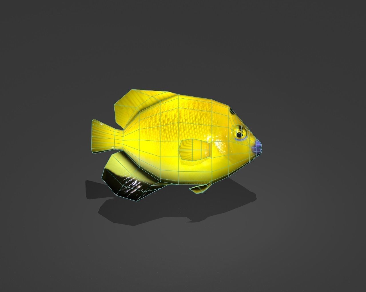 Three-spot Angelfish Low-poly 3D model_1