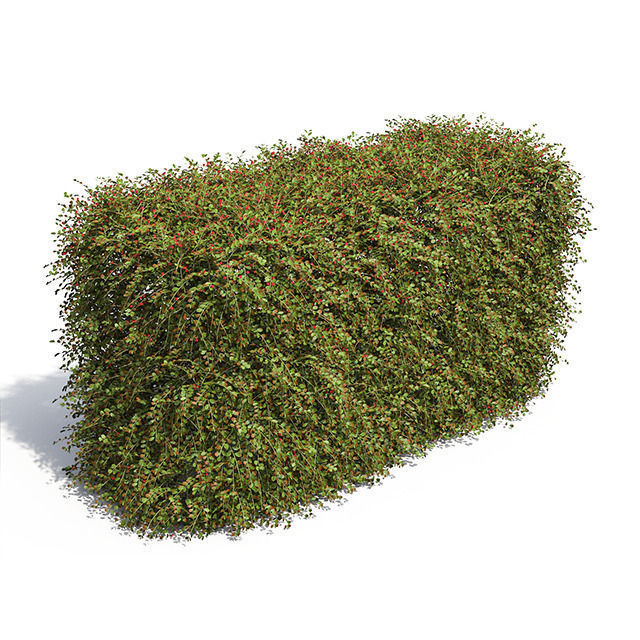 Cotoneaster Hedge with Berries 3D model