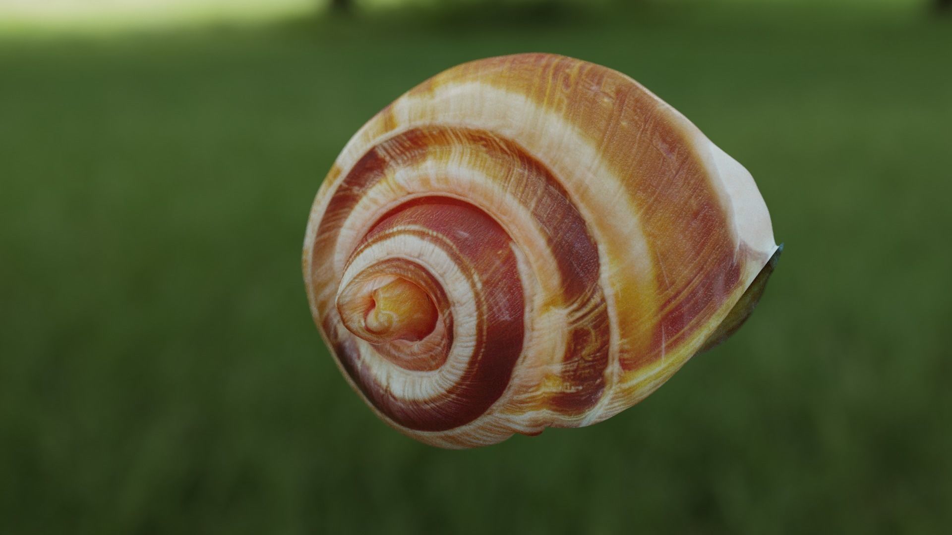 Snail with shell rigged 3D model_1