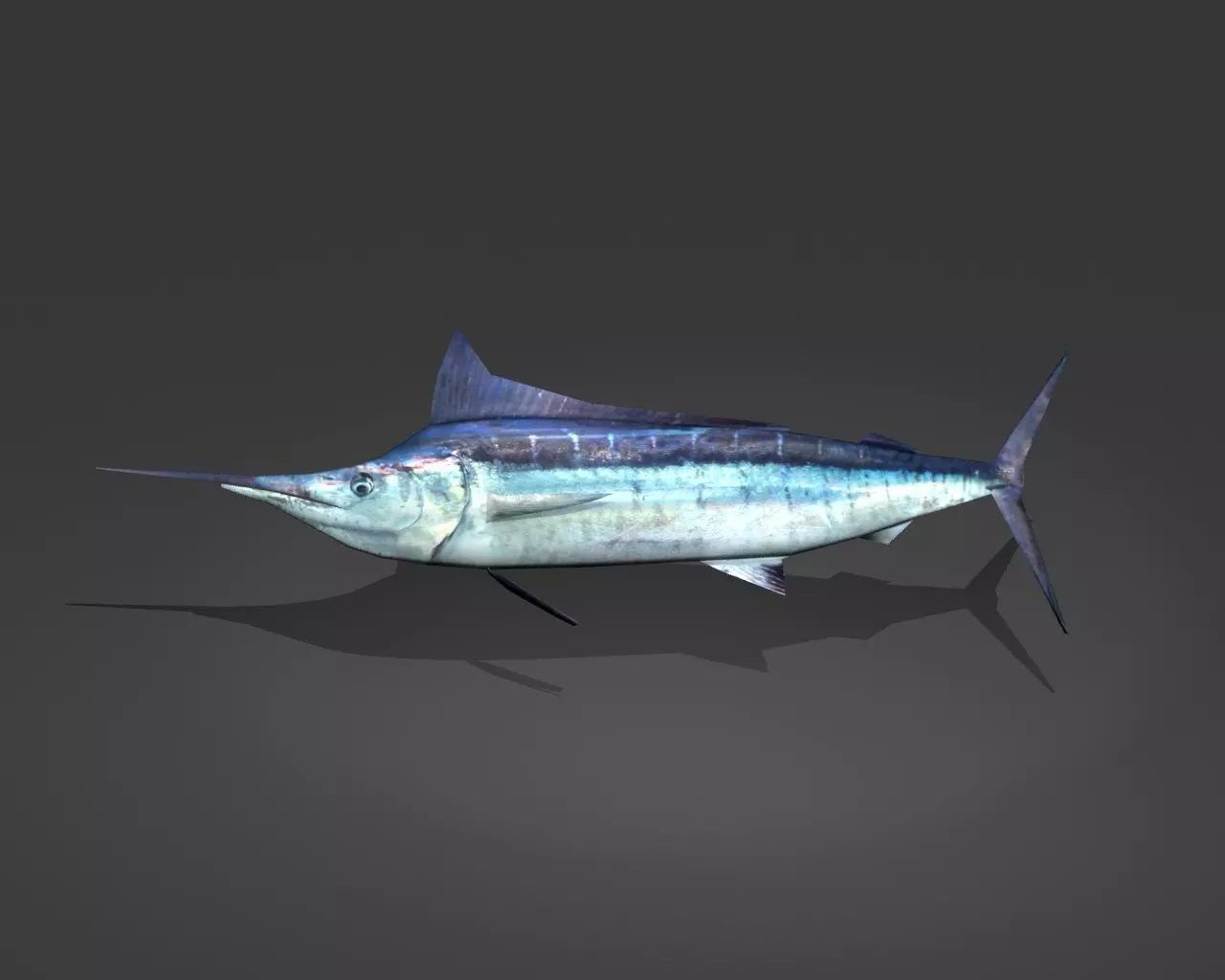 Blue Marlin Low-poly 3D model_0