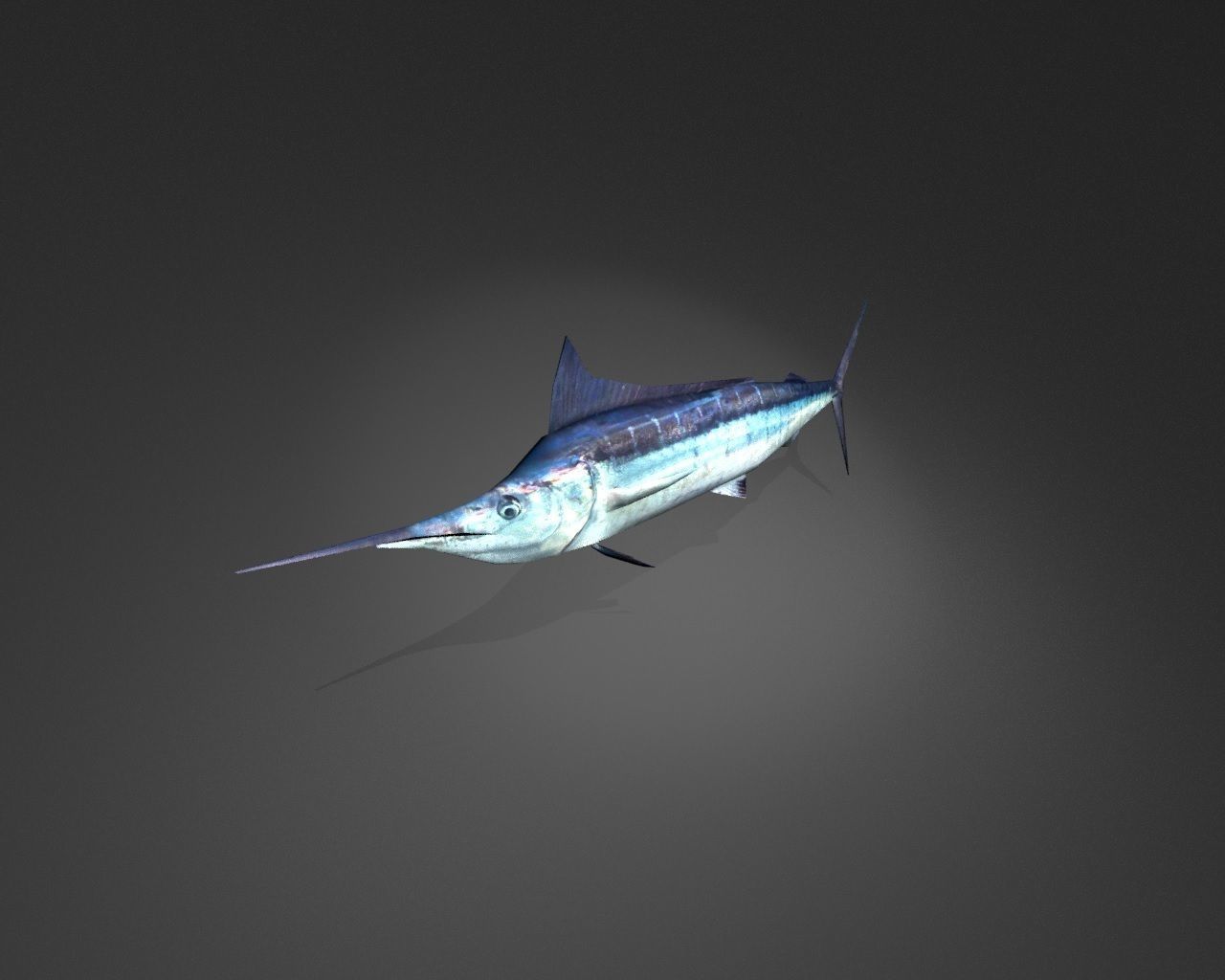 Blue Marlin Low-poly 3D model_2