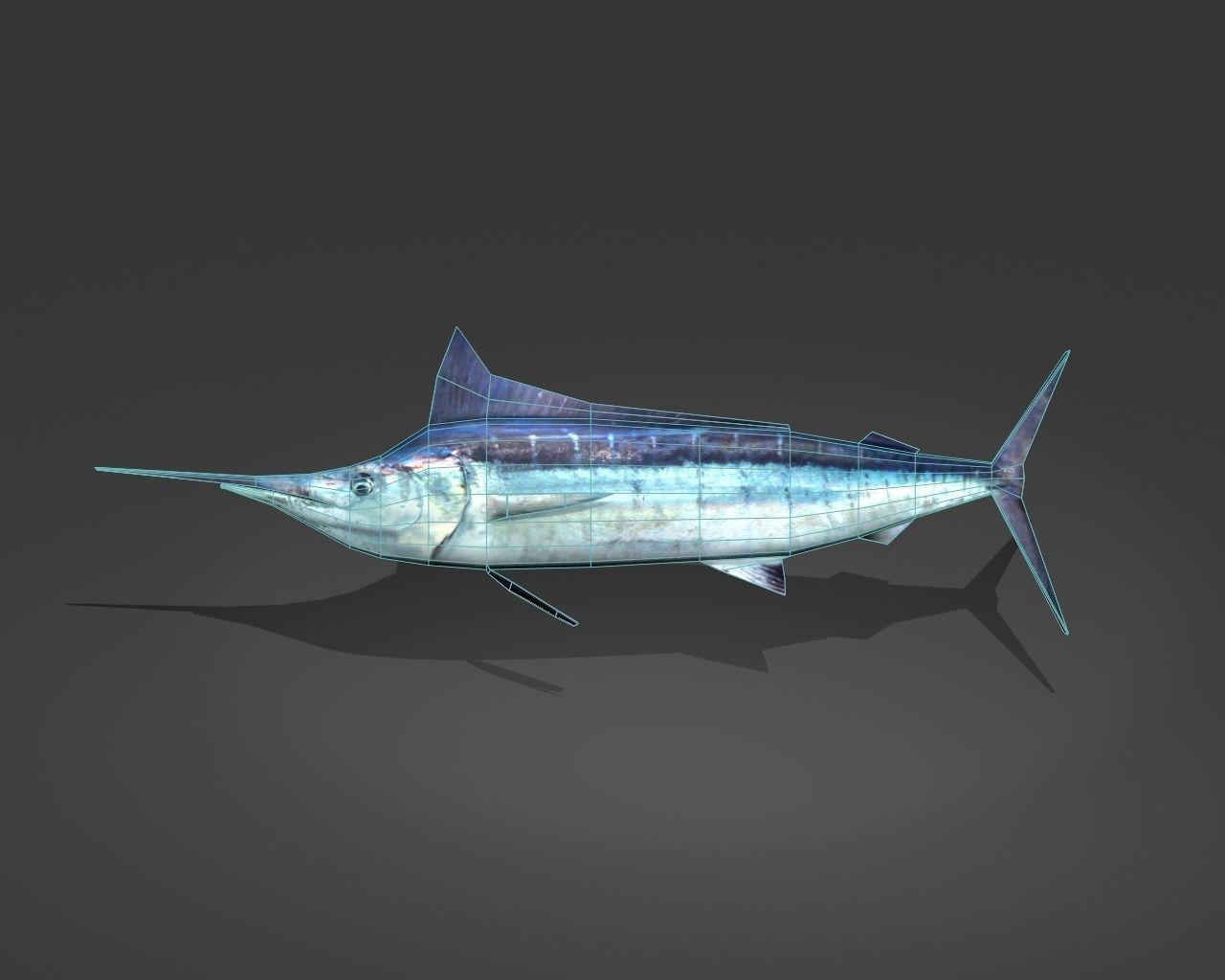 Blue Marlin Low-poly 3D model_1