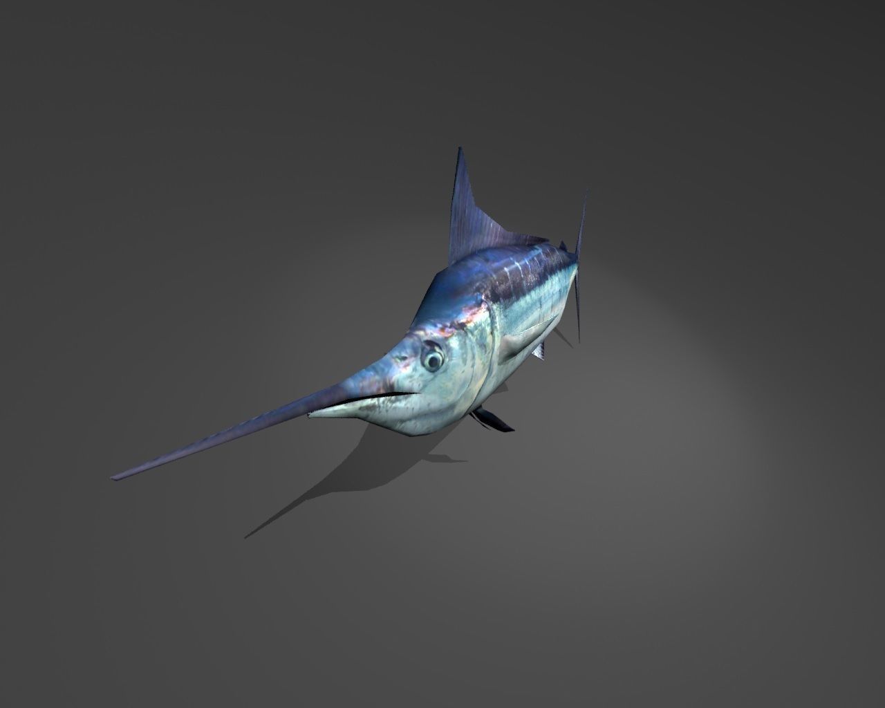 Blue Marlin Low-poly 3D model_4