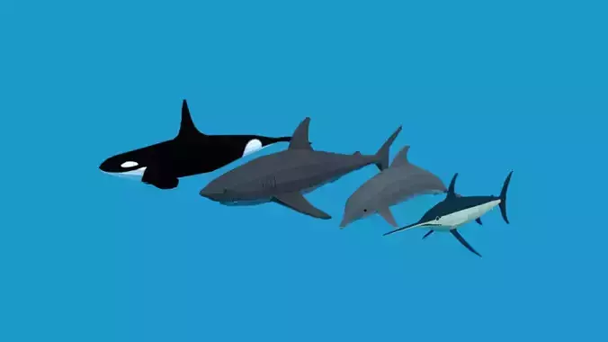 Low Poly Fish Collection whale 