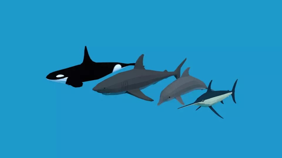 Low Poly Fish Collection whale 3D Model Pack