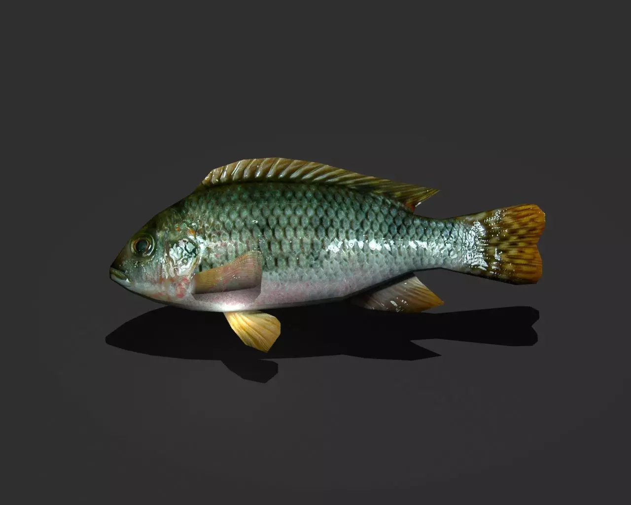 Green Sunfish Low-poly 3D model_0