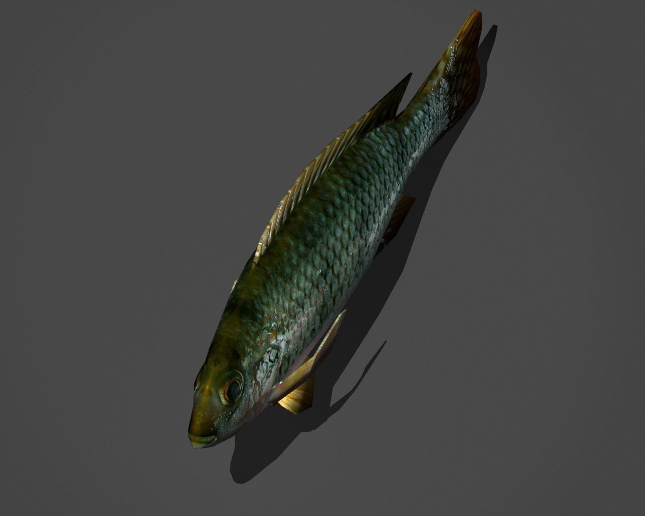 Green Sunfish Low-poly 3D model_4