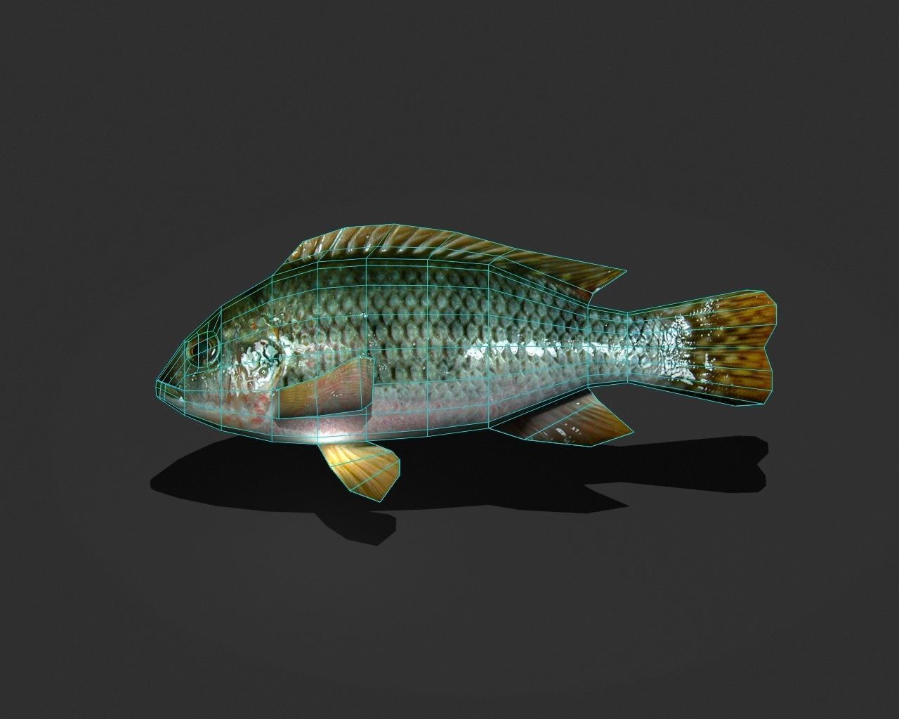 Green Sunfish Low-poly 3D model_2