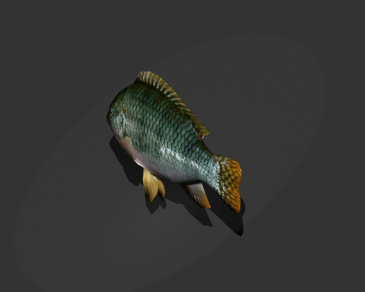 Green Sunfish Low-poly 3D model_3