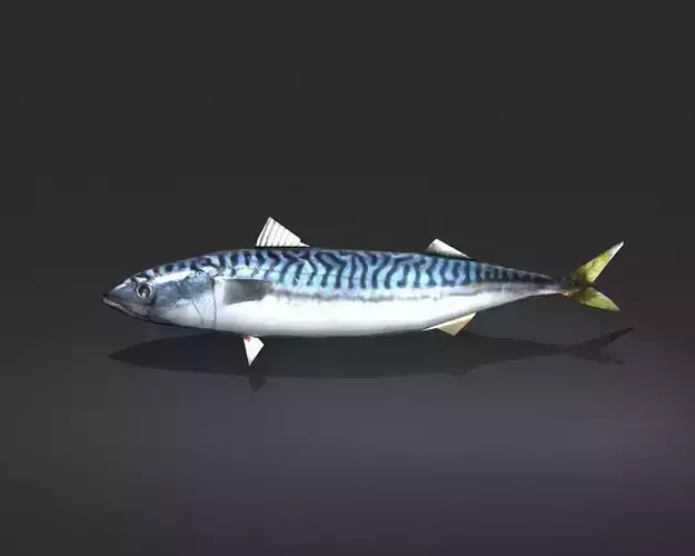 Mackerel Fish