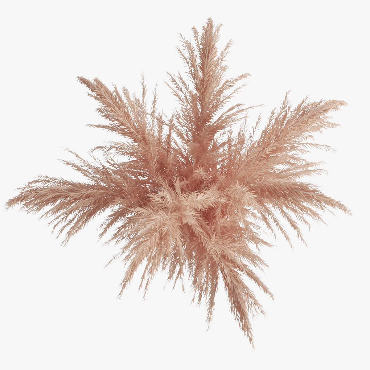 Pampas grass 01 3D model_7