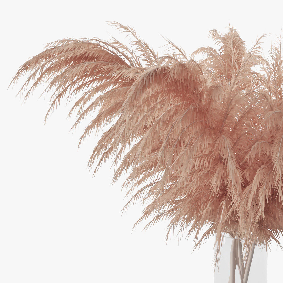 Pampas grass 01 3D model_14