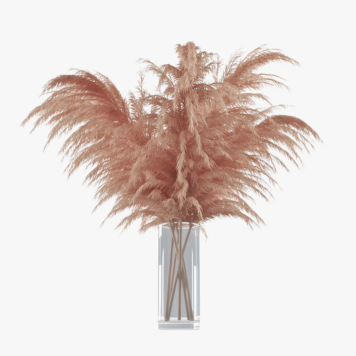 Pampas grass 01 3D model_4