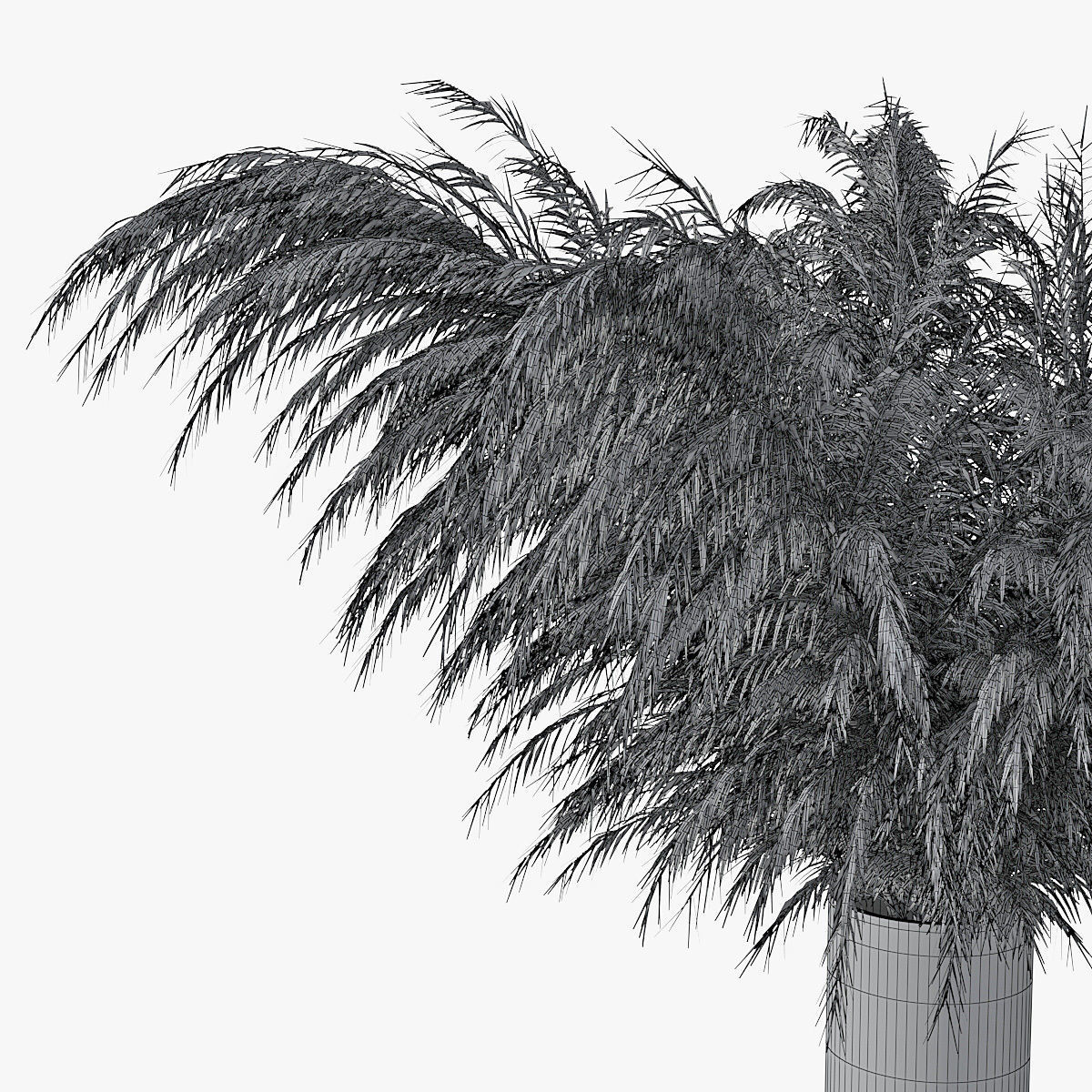 Pampas grass 01 3D model_13