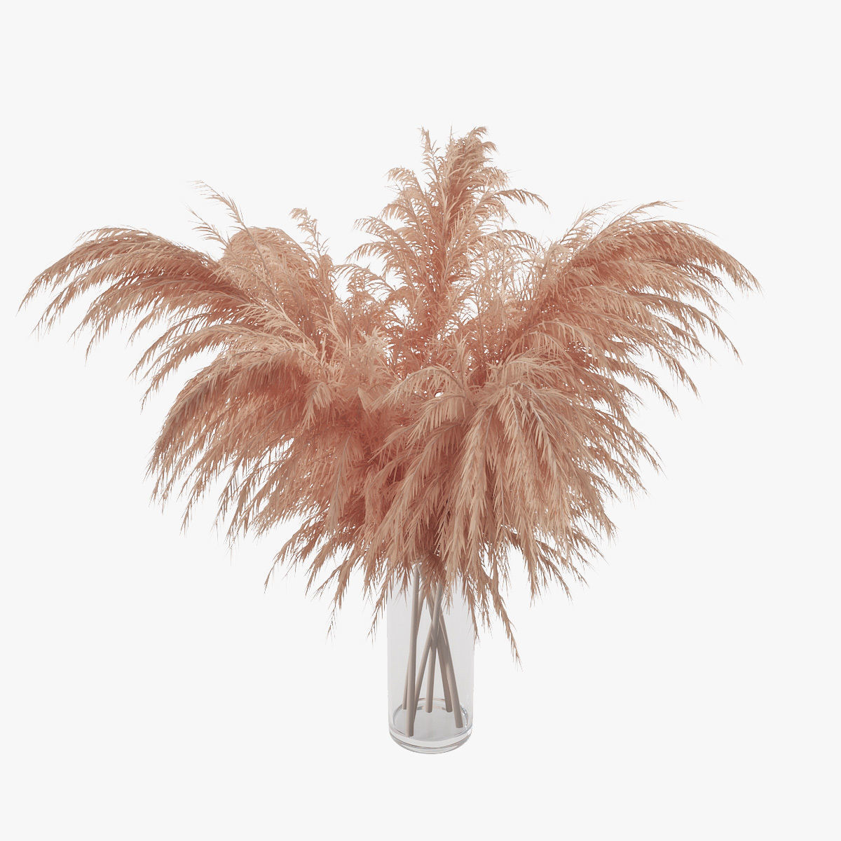 Pampas grass 01 3D model_5