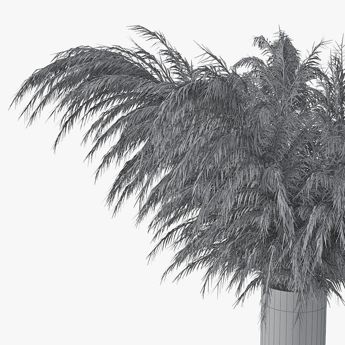 Pampas grass 01 3D model_15