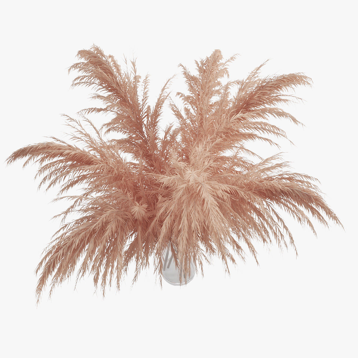 Pampas grass 01 3D model_6