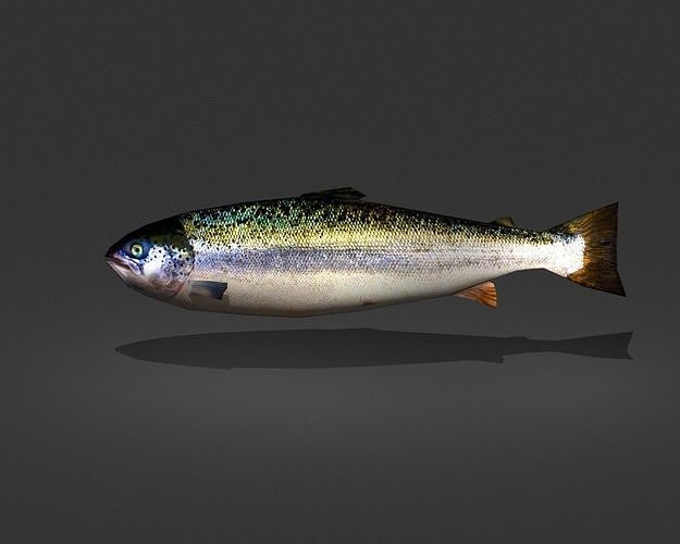 Norwegian Salmon Low-poly 3D model