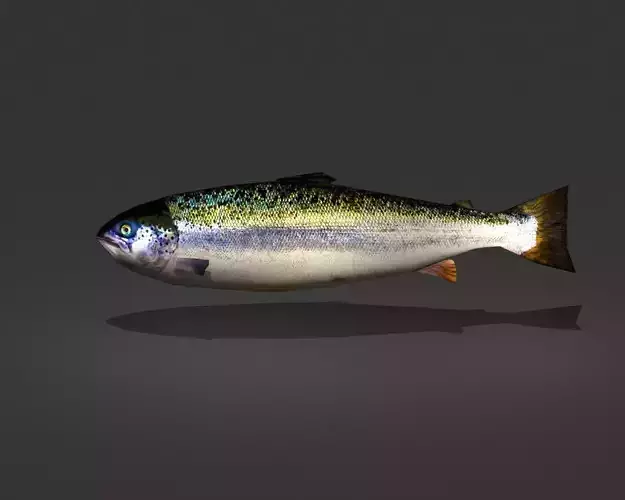 Norwegian Salmon