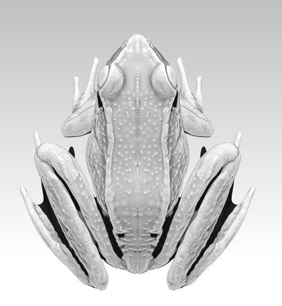 Detailed Realistic Frog 3D model 3D printable | CGTrader