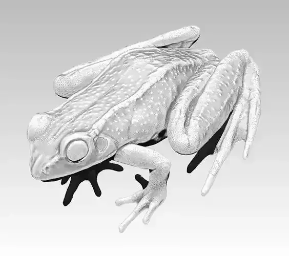 Detailed Realistic Frog  3D print model
