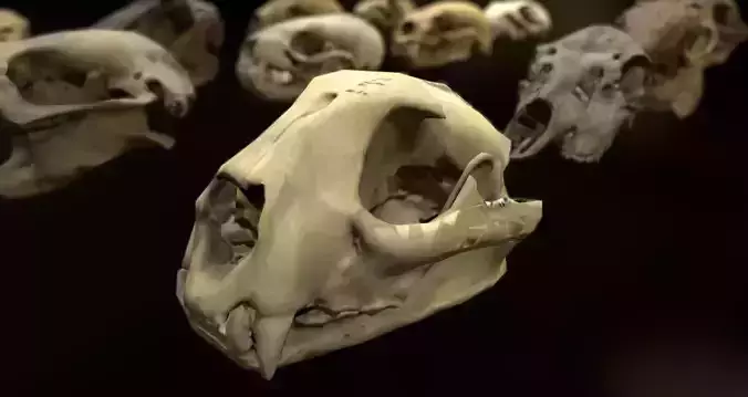 Collection 10 group of animal skulls