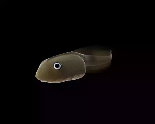 Frog Tadpole 3d model
