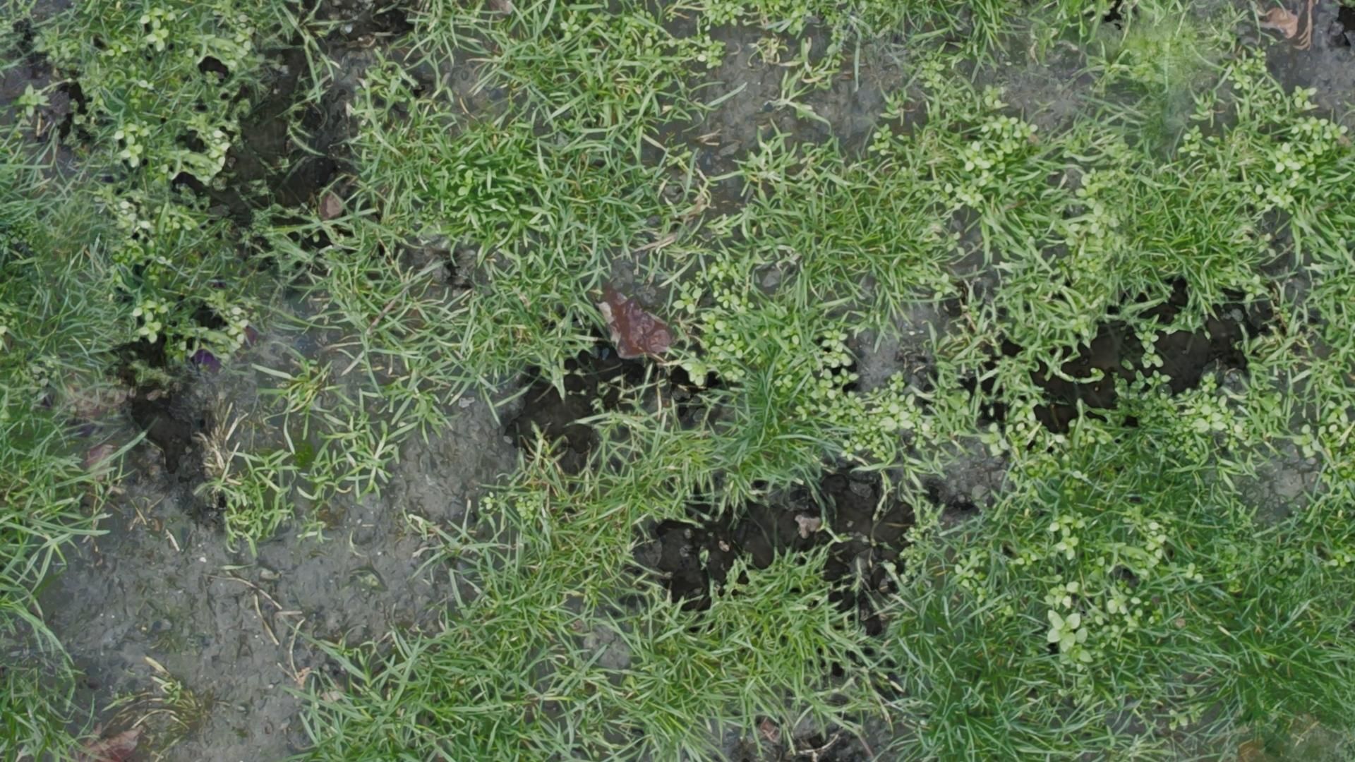 Procedural Ground Texture Texture_3