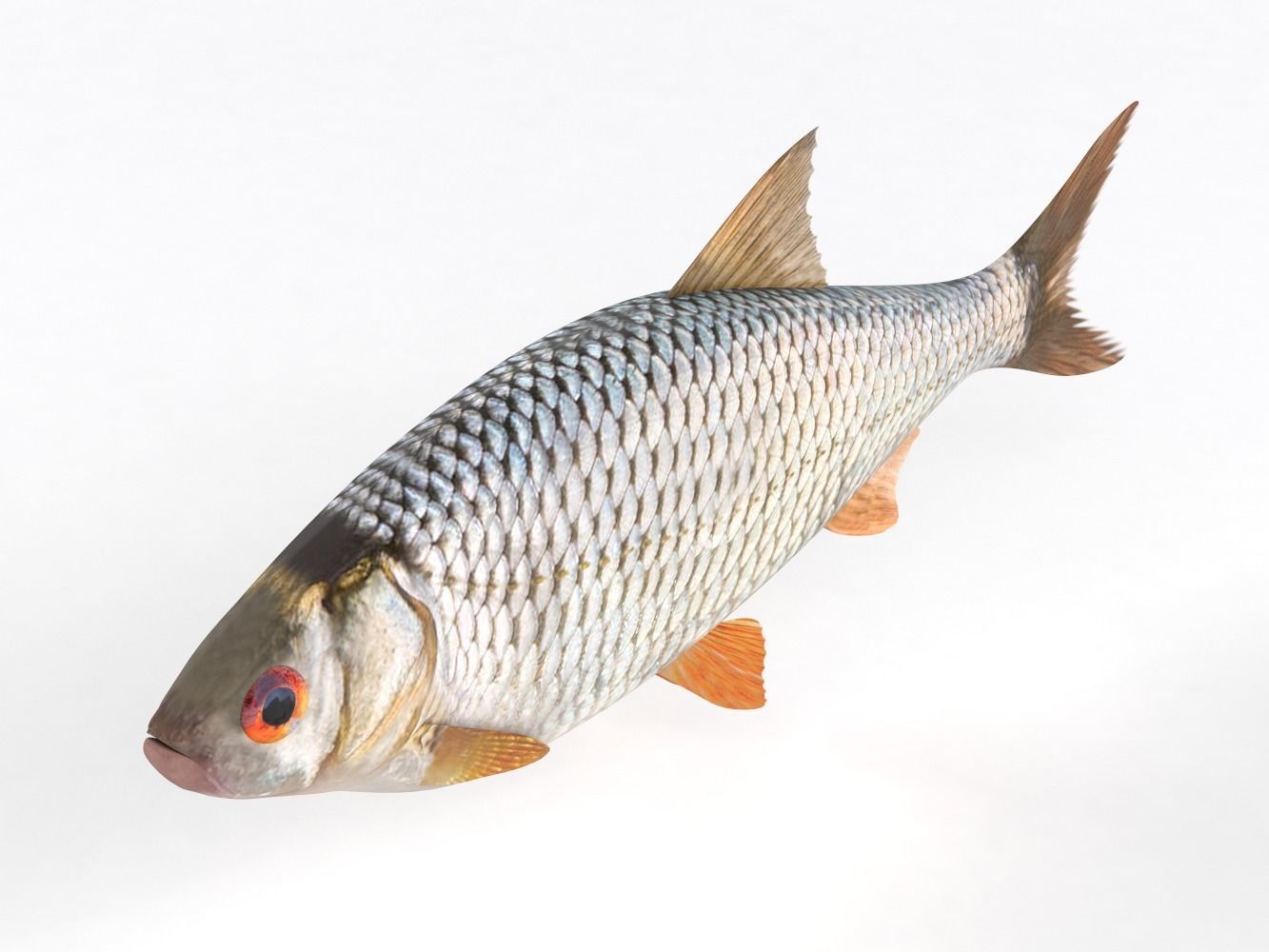 Roach Fish 3D model_4