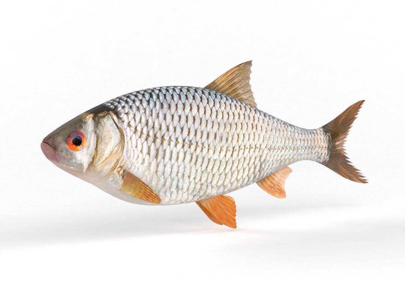 Roach Fish 3D model_1