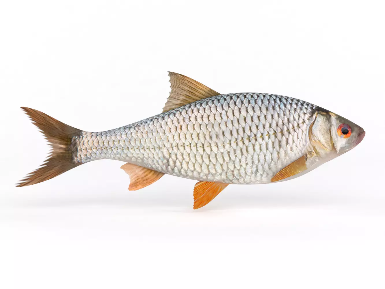 Roach Fish 3D model_0